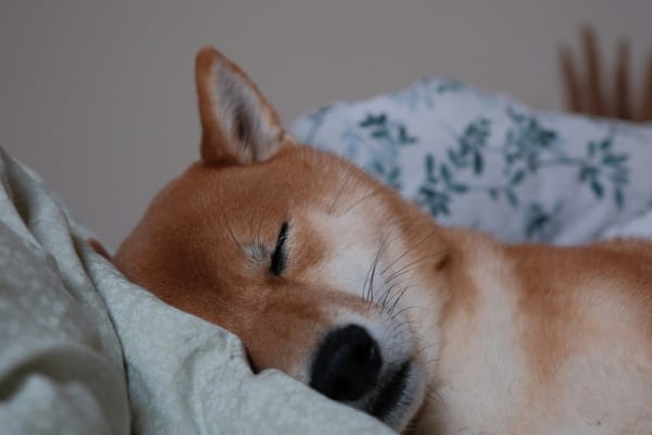 Early Risers: Why Your Routine May Be Harming Your Mental Restoration